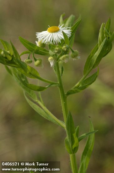 Erigeron philadelphicus