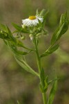 Philadelphia Fleabane blossom & foliage