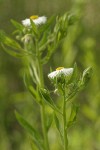 Philadelphia Fleabane