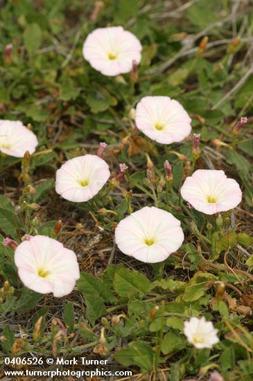 Convolvulus arvensis