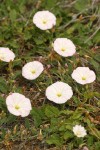 Field Bindweed