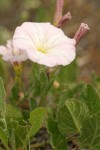 Field Bindweed blossom & foliage detail