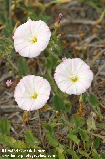 Convolvulus arvensis