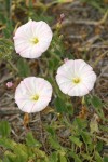 Field Bindweed