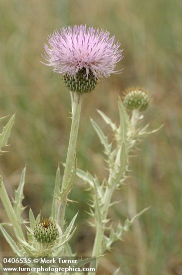 Cirsium undulatum