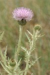 Wavy-leaf Thistle