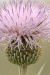 Wavy-leaf Thistle blossom detail