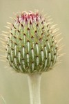 Wavy-leaf Thistle bud detail