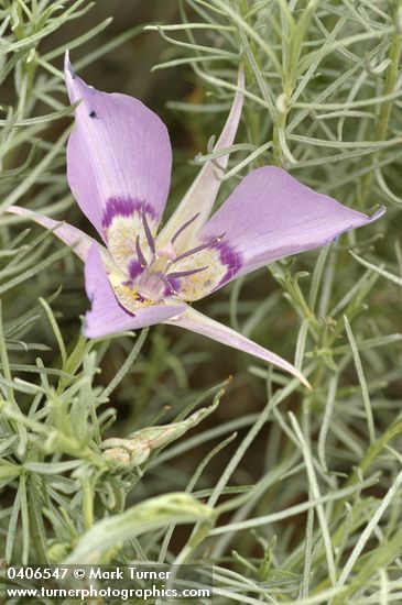 Calochortus macrocarpus