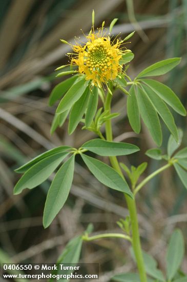 Cleome lutea