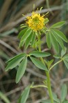 Yellow Bee Plant