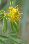 Yellow Bee Plant blossoms & foliage