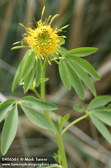 Cleome lutea