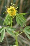 Yellow Bee Plant blossoms & foliage