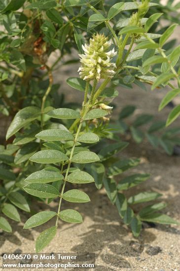 Glycyrrhiza lepidota