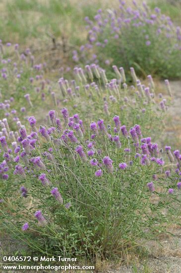 Dalea ornata (Petalostemon ornatum)