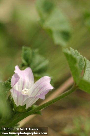 Malva neglecta