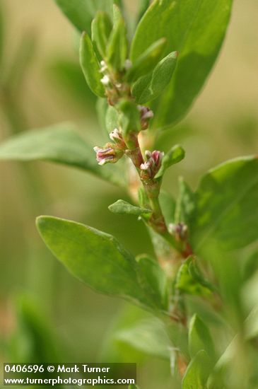 Polygonum aviculare