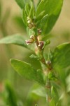 Prostrate Knotweed blossoms & foliage detail