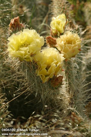 Opuntia polyacantha