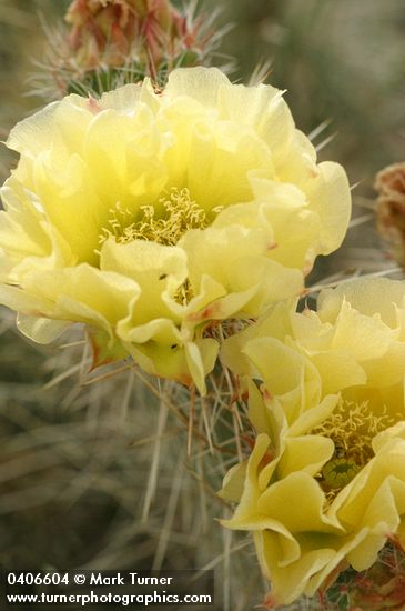 Opuntia polyacantha