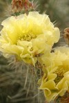 Plains Prickly Pear blossom detail