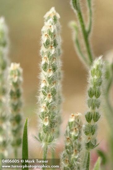 Plantago patagonica
