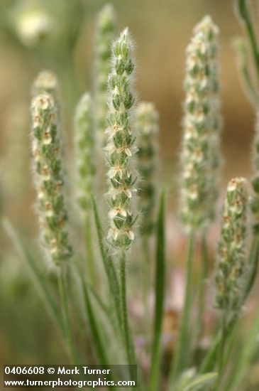 Plantago patagonica