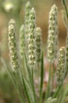 Woolly Plantain blossoms detail