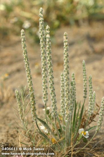 Plantago patagonica