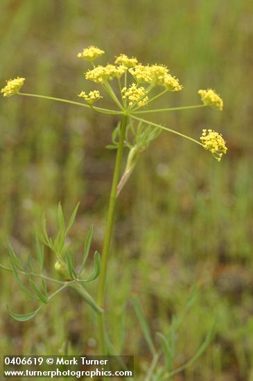 Lomatium ambiguum