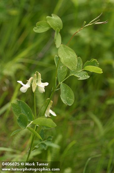 Lathyrus nevadensis ssp. cusickii