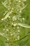 Monument Plant blossoms