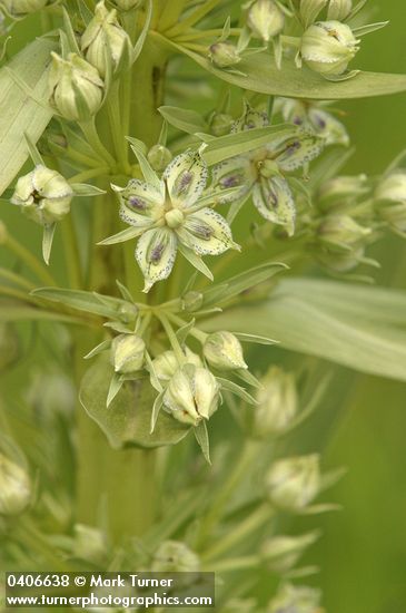 Frasera speciosa