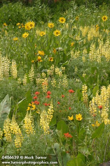 Helianthella uniflora; Lupinus sulphureus; Castilleja hispida; Wyethia amplexicaulis