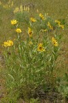 Little Sunflowers