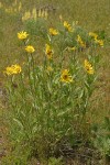 Little Sunflowers