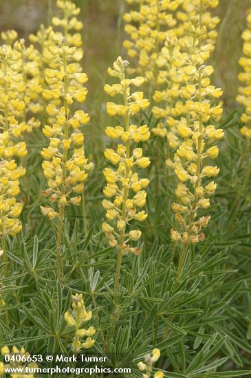 Lupinus sulphureus