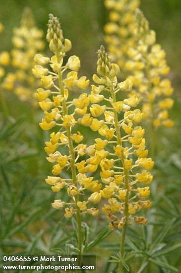 Lupinus sulphureus