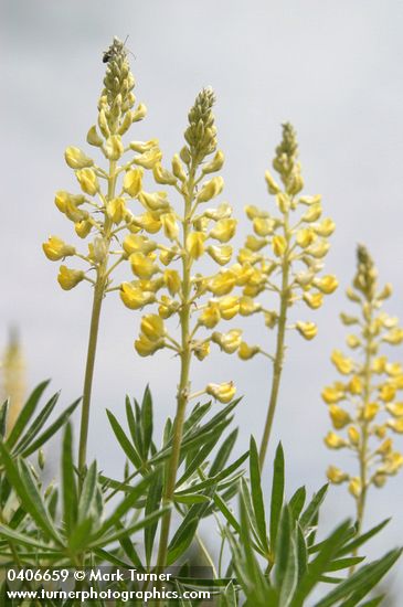 Lupinus sulphureus