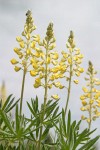 Sulphur Lupine blossoms & foliage low angle against sky