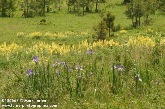 Iris missouriensis; Lupinus sulphureus