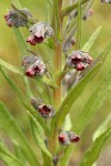 Burgundy Hounds-tongue blossoms