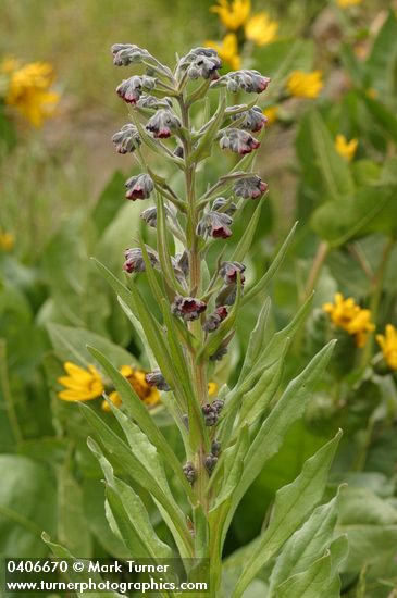 Cynoglossum officinale