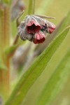 Burgundy Hounds-tongue blossoms detail