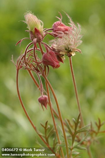 Geum triflorum