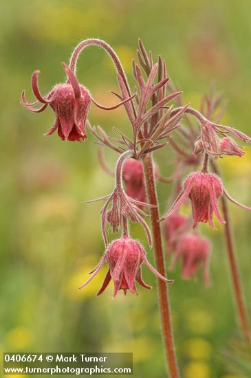 Geum triflorum