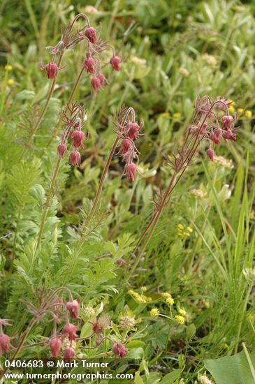 Geum triflorum