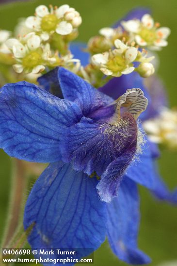 Delphinium nuttallianum; Saxifraga oregana