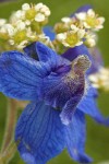 Upland Larkspur blossom detail w/ Oregon Saxifrage